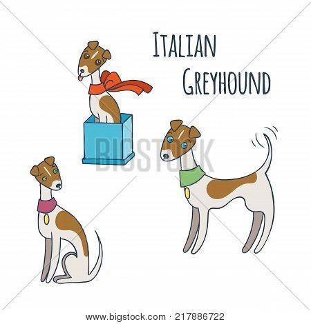 Italian Greyhound Cartoon Dog Set. Vector Illustration