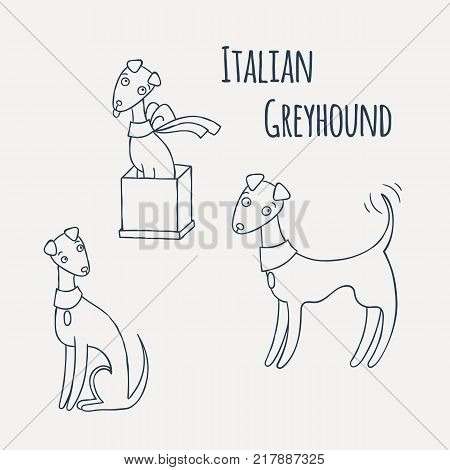 Italian Greyhound Cartoon Dog Set. Coloring page. Vector Illustration