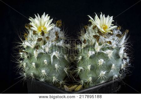 Cactus Turbinicarpus gielsdorfianus Bloming Isolated on Black background