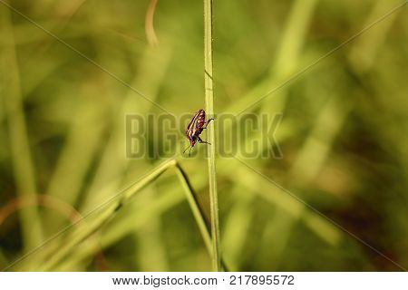 Red And Black Striped Bugs Hanging On Tall Grass