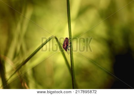 Red And Black Striped Bugs Hanging On Tall Grass