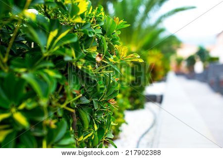 Closeup picture of green plant along the sidewalk