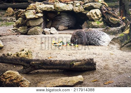The Indian crested porcupine (Hystrix indica) or Indian porcupine eating vegetables