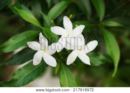 white Gardenia jasminoides flower in nature garden