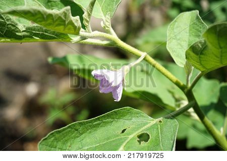 close up eggplant flower in nature garden