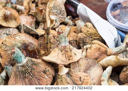 Bloody milk cap (Lactarius sanguifluus) mushroom for sale at Sineu market Majorca Spain