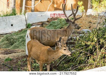 resting deer and deer eat a grass. widlife.