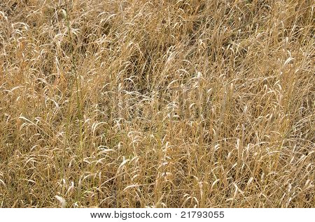 Erba secca come un Bsckground