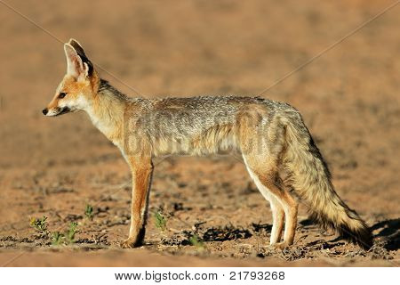 Cape Fox