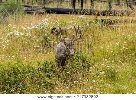 resting deer and deer eat a grass. widlife.