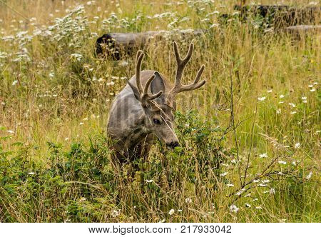 resting deer and deer eat a grass. widlife.