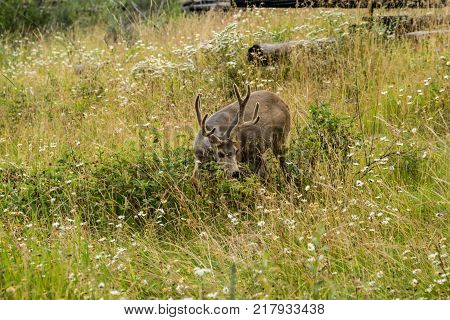 resting deer and deer eat a grass. widlife.