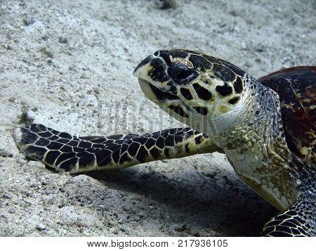Hawksbill turtle on the seabed in the red sea