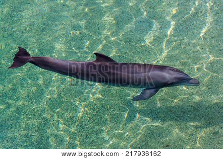 Yong Bottle-nose dolphin is swimming in read sea