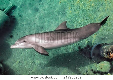 Yong Bottle-nose dolphin is swimming in read sea