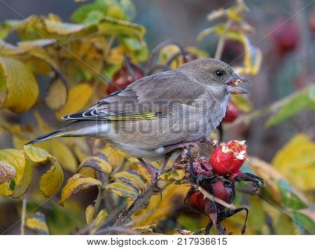 Greenfinch feeding on rose hip seeds in late autumn.