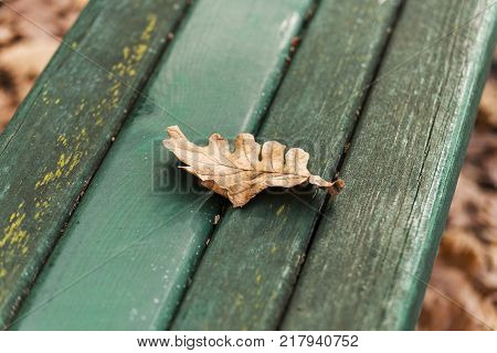 yule log autumn fallen leaf isolated on park bench