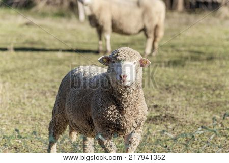 whtie sheep on pasture field. sheep lamb grazing