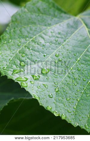 Bright green leaf of foxglove tree close up with drops of rain water. Courtyard tree the Chinese princess (Paulownia tomentosa). Dew covered plant.