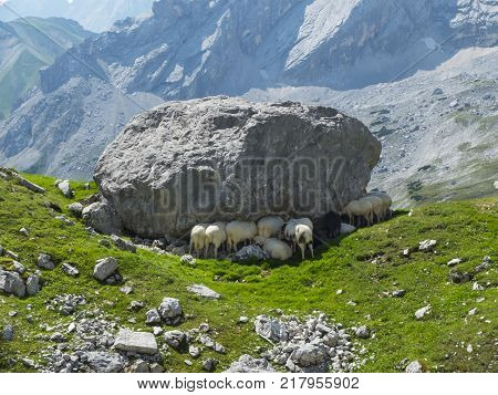 alpine sheep in the wetterstein in summer