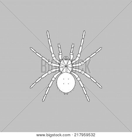 Black and white spider detailed top view close-up spider scary big spider on grey background poisonous isect arachnophobia background spider vector icon.