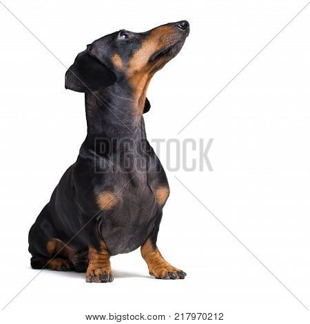 dog puppy dachshund black and tan looking up isolated on white background