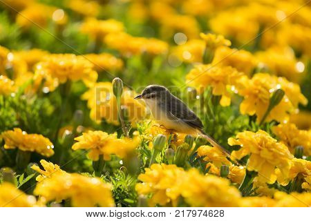 A little bird on yellow marigold flowers.