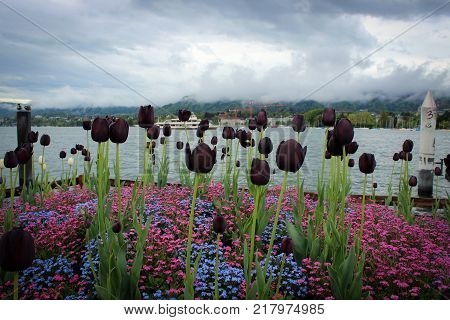 Deep red tulips and lake view, Zurich, Switzerland