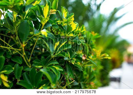 Closeup picture of green plant along the sidewalk