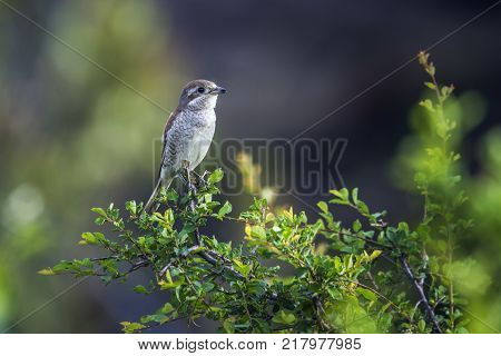 Red-back shrike in Kruger national park, South Africa ; Specie Lanius collurio family of Laniidae