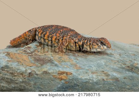 Saharan Spiny Tailed Lizard (Uromastyx Geyri) basking on a rock