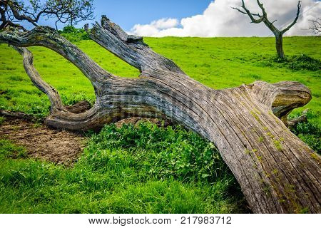 Fallen tree on the top of hill blue sky and white clouds