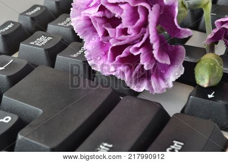 Flower on the keyboard, abstract computer background.