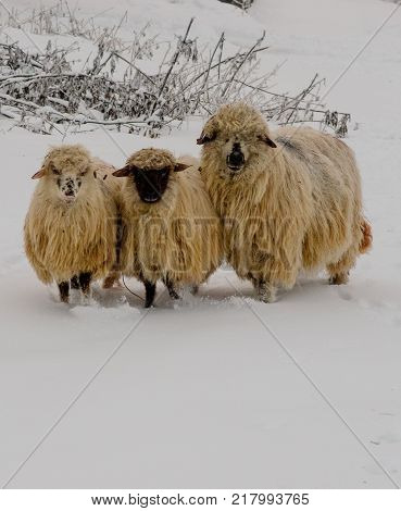 Sheep winter and cold outsite christmas white