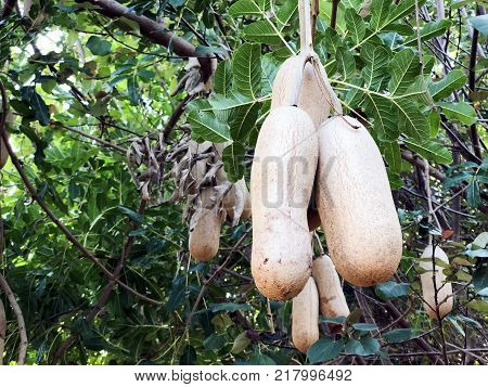 Unusual African sausage tree with sausage like fruits that hang down from the limbs on long rope like stalks