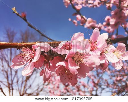 Cherry tree branch bud bud in bloom background as a beautiful spring flower blooming season concept