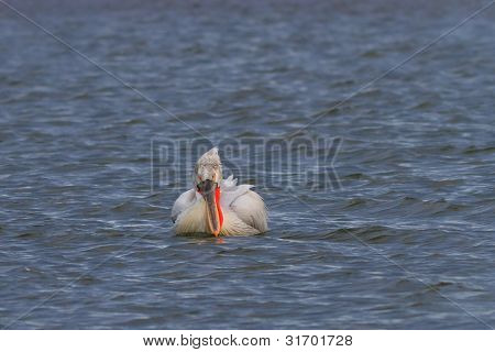 Dalmatiske Pelican (pelecanus Crispus)
