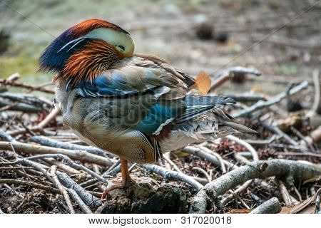 Beautiful Colorful Mandarin Duck Cleans Feathers On A Stone Near The Pond.. The Mandarin Duck, Aix G