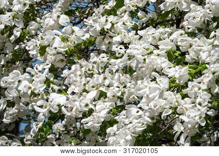 Bright White Blooming Dogwood Flowers. Also Known As Cornus, Lat. Cynoxylon Florida, Britton And Sha