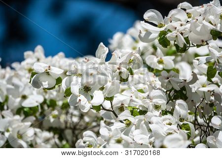 Bright White Blooming Dogwood Flowers. Also Known As Cornus, Lat. Cynoxylon Florida, Britton And Sha