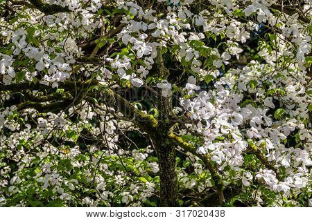 Bright White Blooming Dogwood Flowers. Also Known As Cornus, Lat. Cynoxylon Florida, Britton And Sha