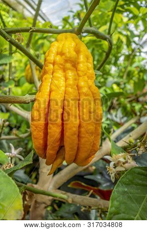Fingered Citron Fruit In Green Leavy Back