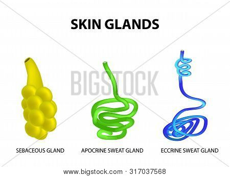 The Structure Of The Glands Of The Skin. Sebaceous, Eccrine Sweat, Apocrine Sweat. Set. Infographics