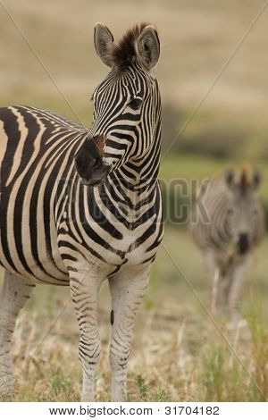 Cebra de Burchell en addo, Sudáfrica