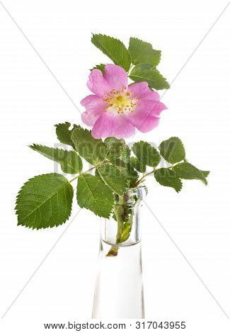 Rosa Acicularis In Front Of White Background