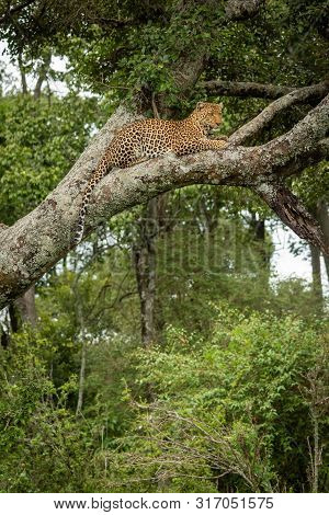Leopard Lies On Lichen-covered Tree Looking Down
