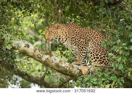 Leopard Sits On Lichen-covered Branch Looking Up