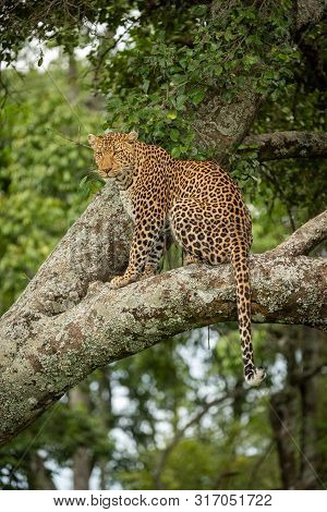 Leopard Sits Looking Out From Lichen-covered Branch