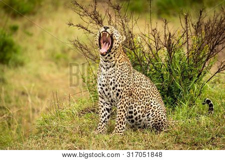 Leopard Sits Yawning On Grass Near Bush