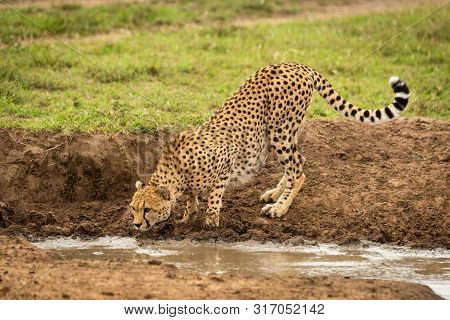 Female Cheetah Stands Crouching By Water Hole
